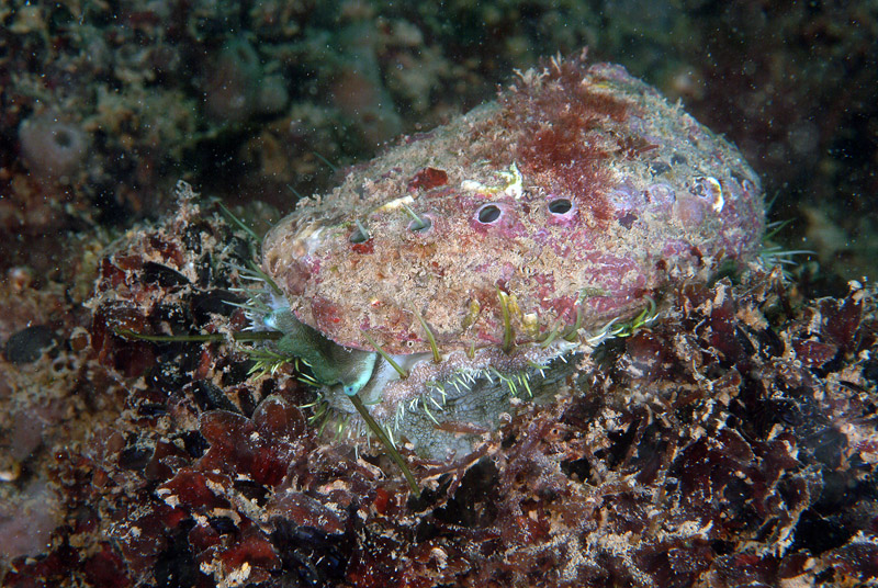 Haliotis sp.